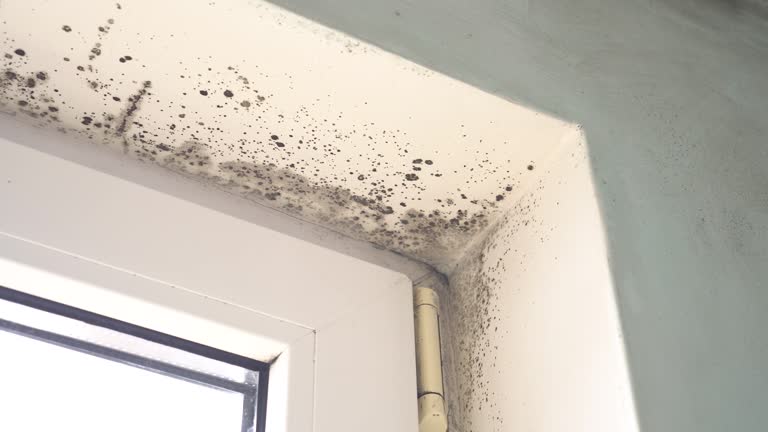 Mold Documentation for Insurance Claims in Shoemakersville, PA